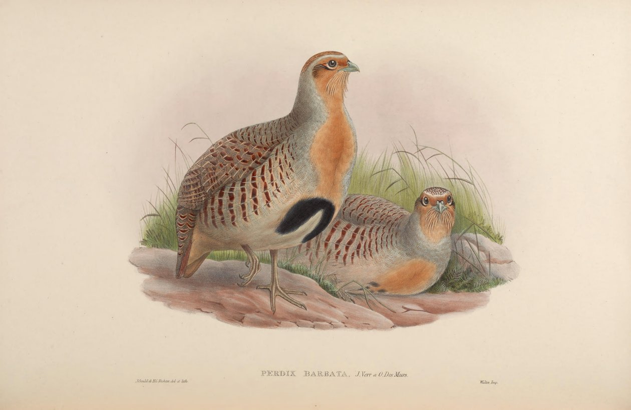 Perdix barbata = Perdix dauurica 作者 约翰·古尔德
