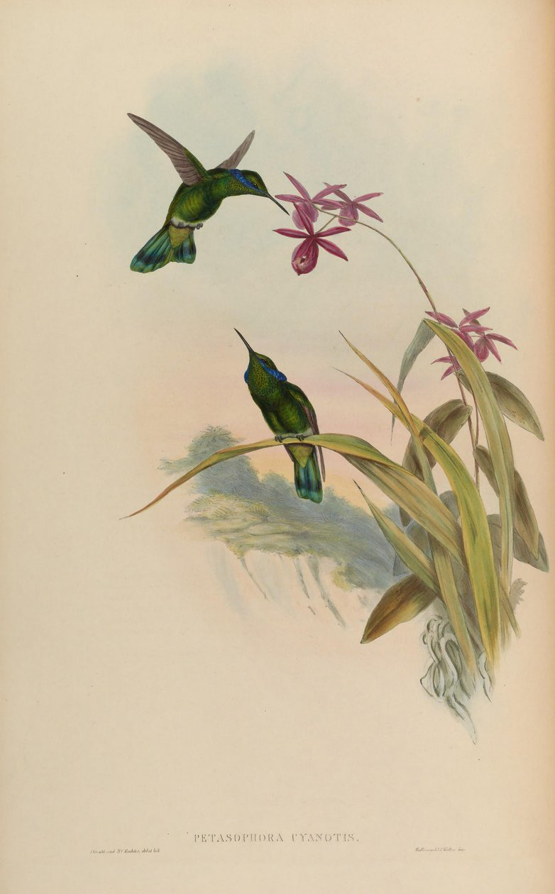 Petasophora cyanotus = Colibri thalassinus cyanotus 作者 约翰·古尔德