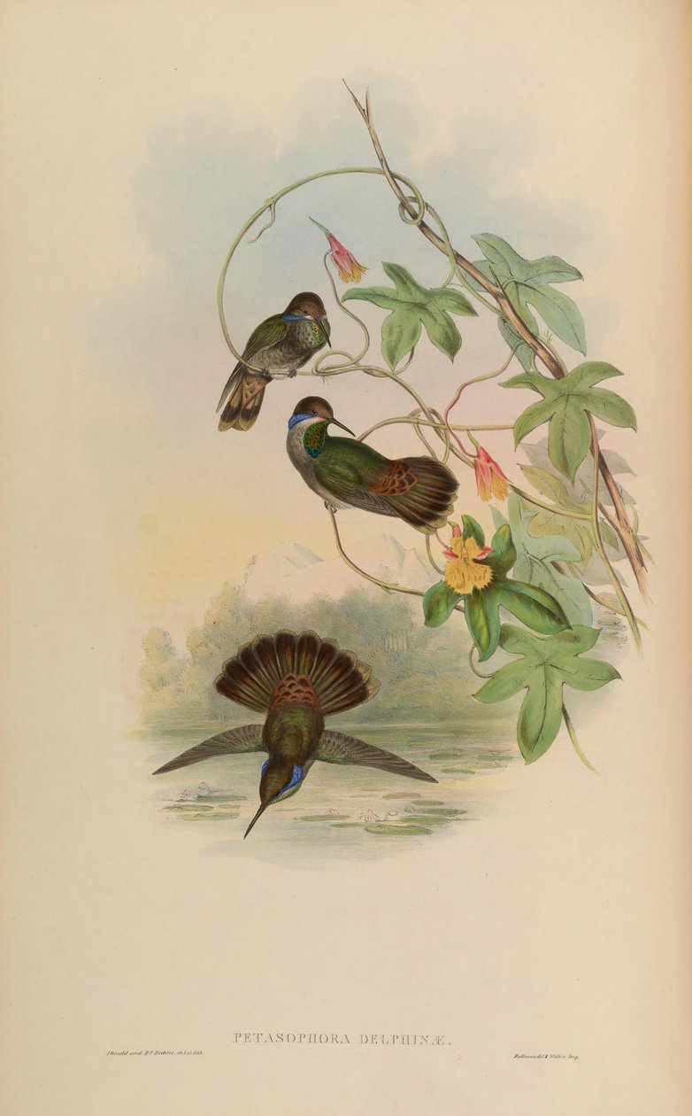 Petasophora delphinae = Colibri delphinae 作者 约翰·古尔德