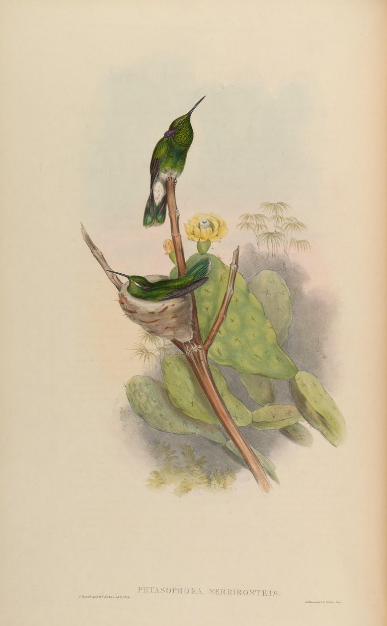 Petasophora serrirostris = Colibri serrirostris 作者 约翰·古尔德