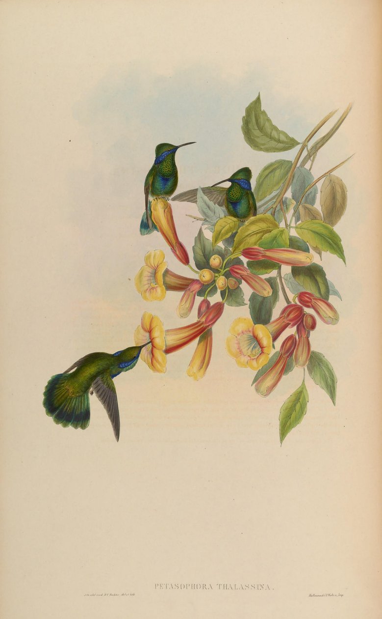 Petasophora thalassina = Colibri thalassinus 作者 约翰·古尔德