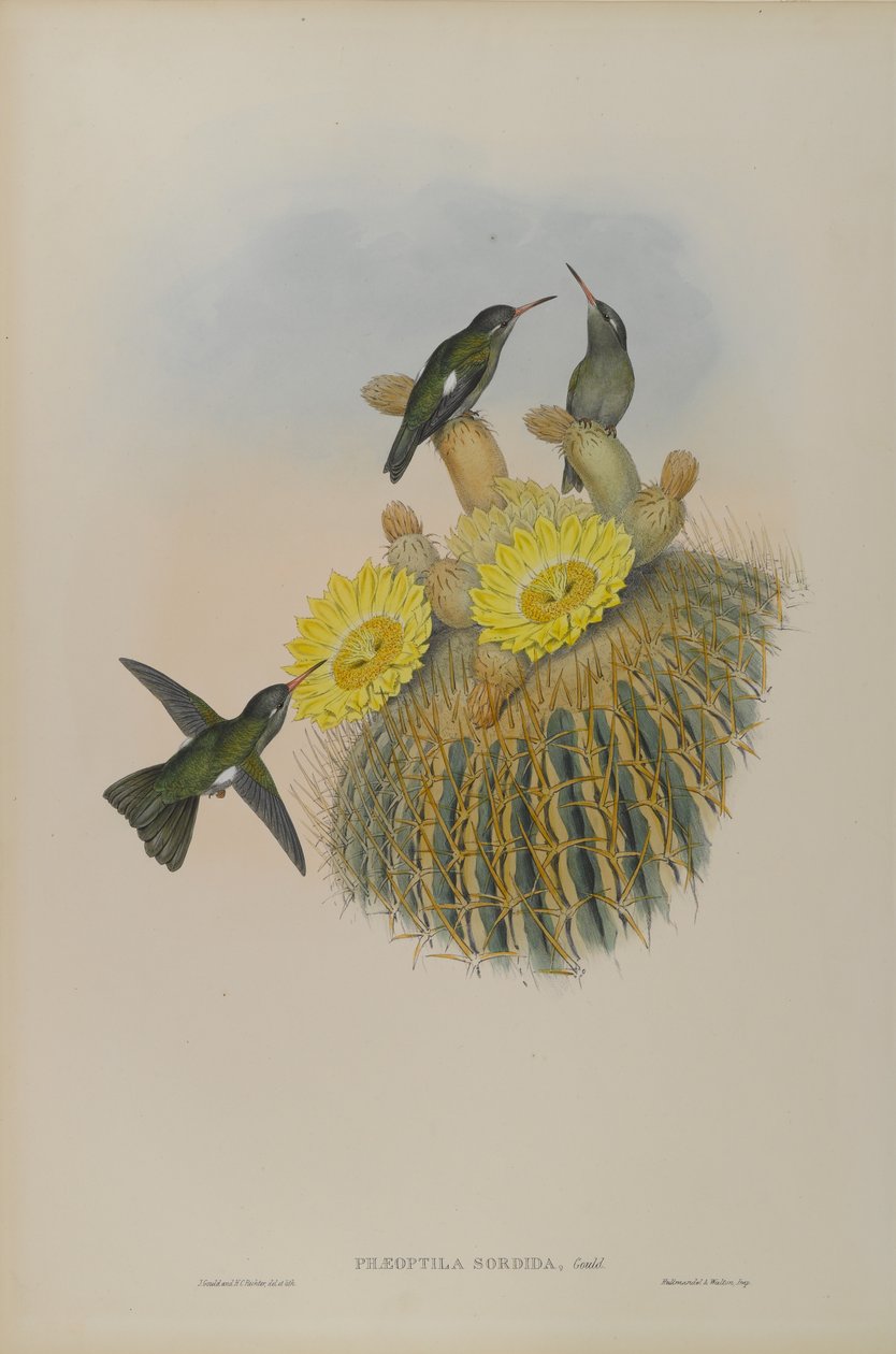 Phaeoptila Sordida：昏暗 作者 约翰·古尔德