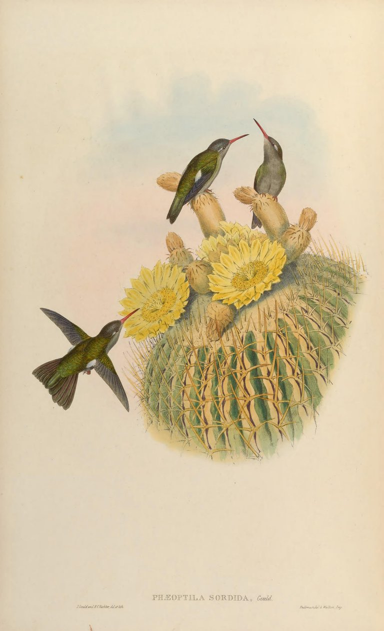 Phaeoptilum脏脏= Cynanthus 作者 约翰·古尔德