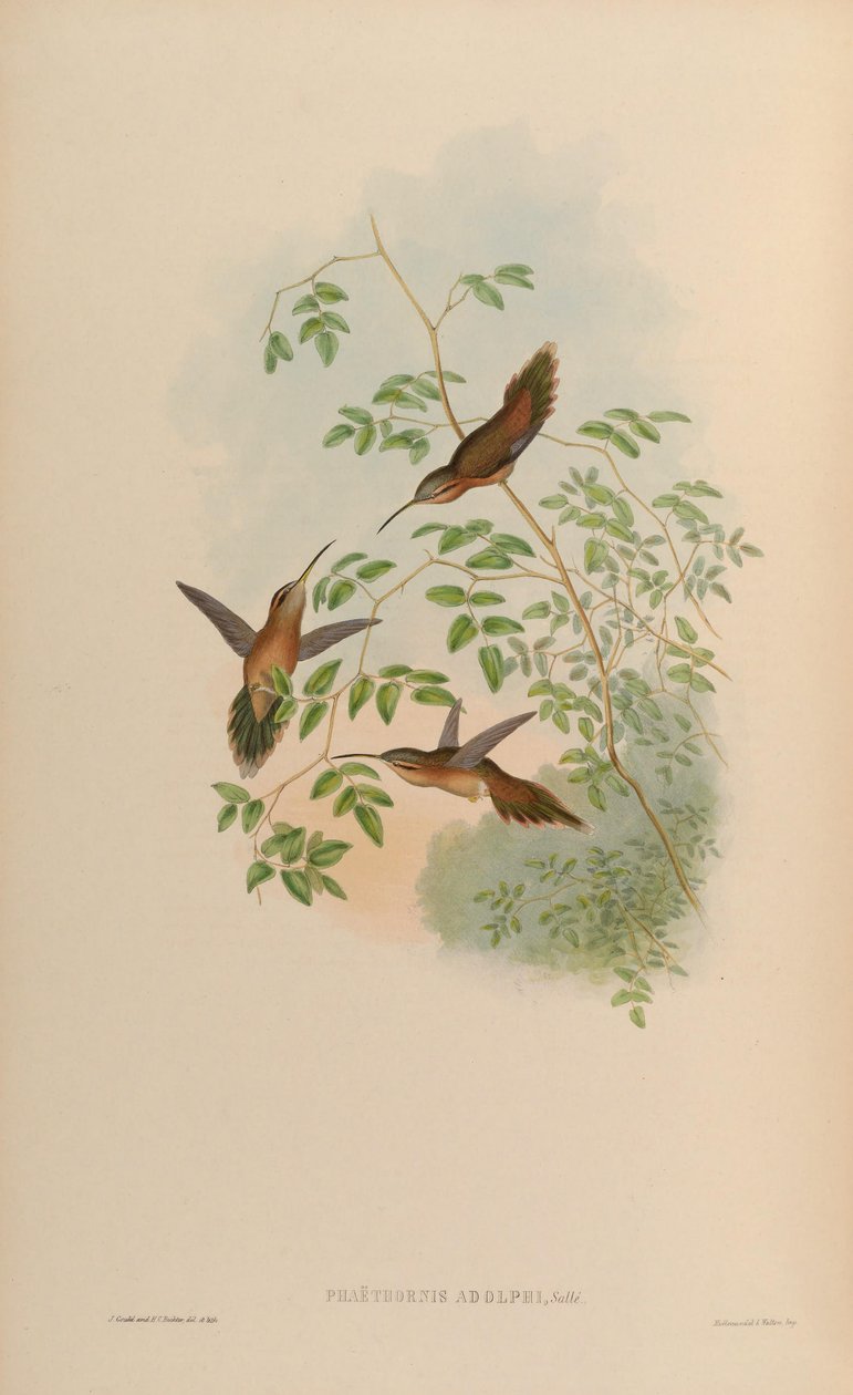 Adolphi = Phaethornis Phaethornis striigularis满足; 作者 约翰·古尔德