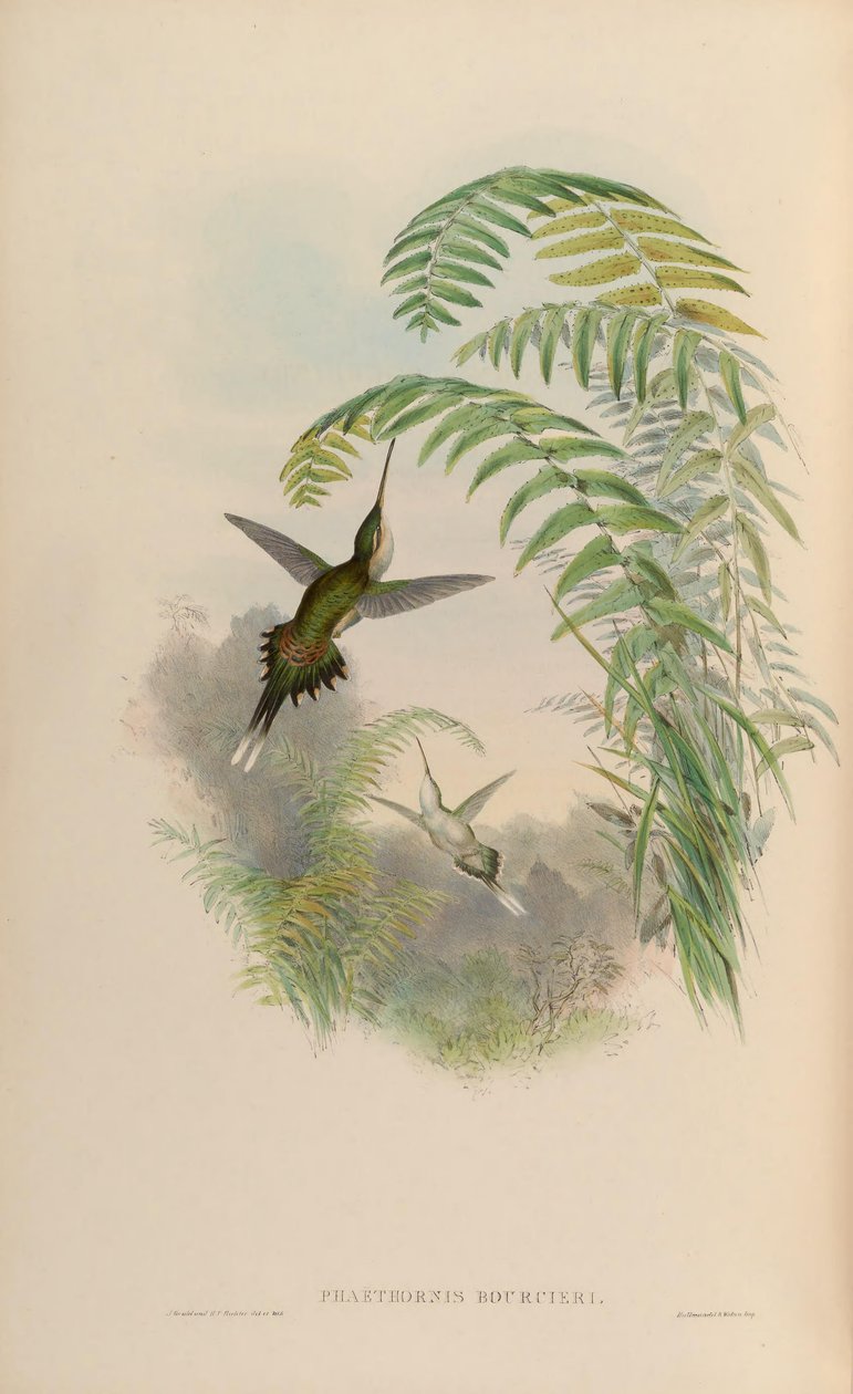 Phaethornis bourcieri 作者 约翰·古尔德