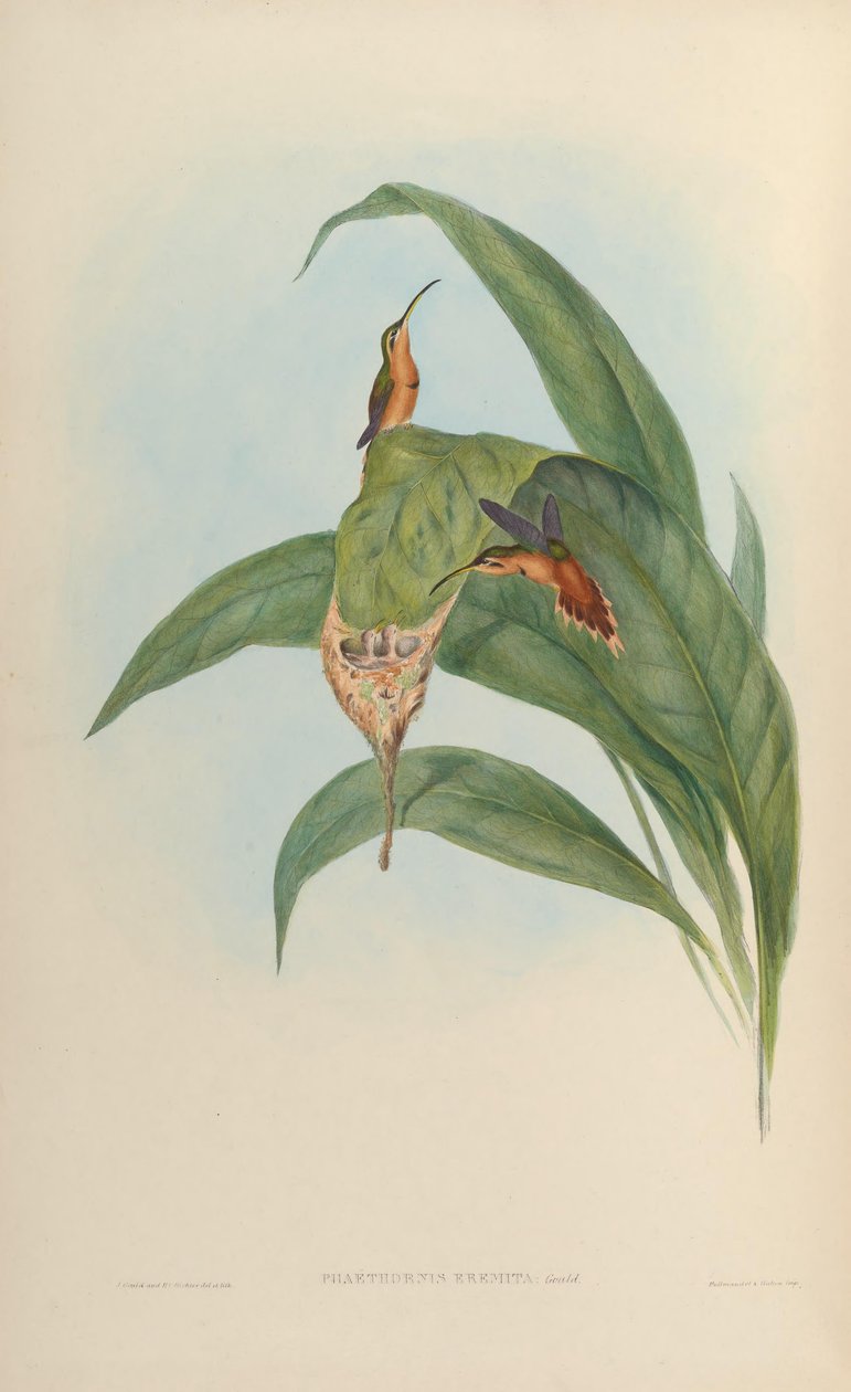 隐士Phaethornis Phaethornis红色=红色 作者 约翰·古尔德