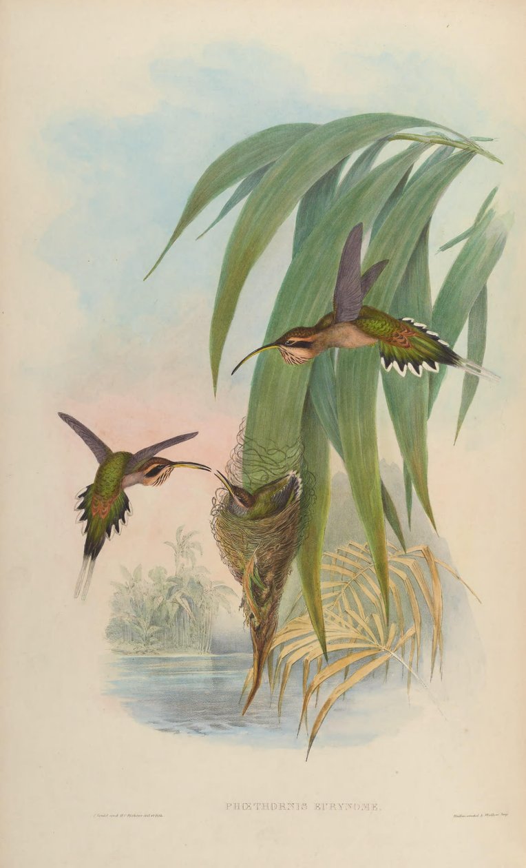 Phaethornis eurynome 作者 约翰·古尔德