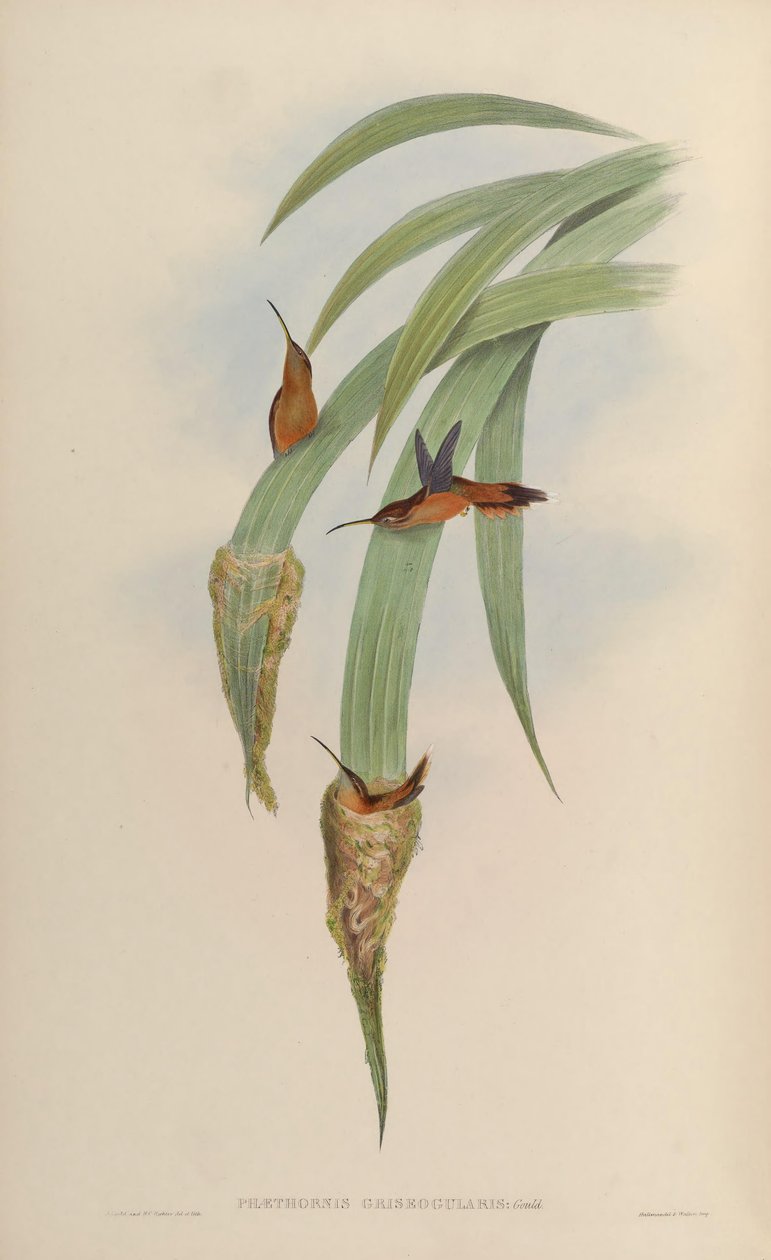 Phaethornis griseogularis 作者 约翰·古尔德