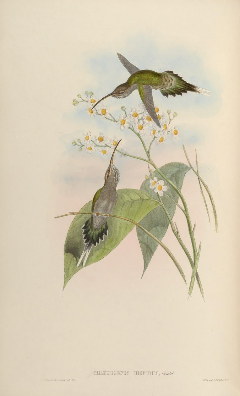 Phaethornis hispidus 作者 约翰·古尔德