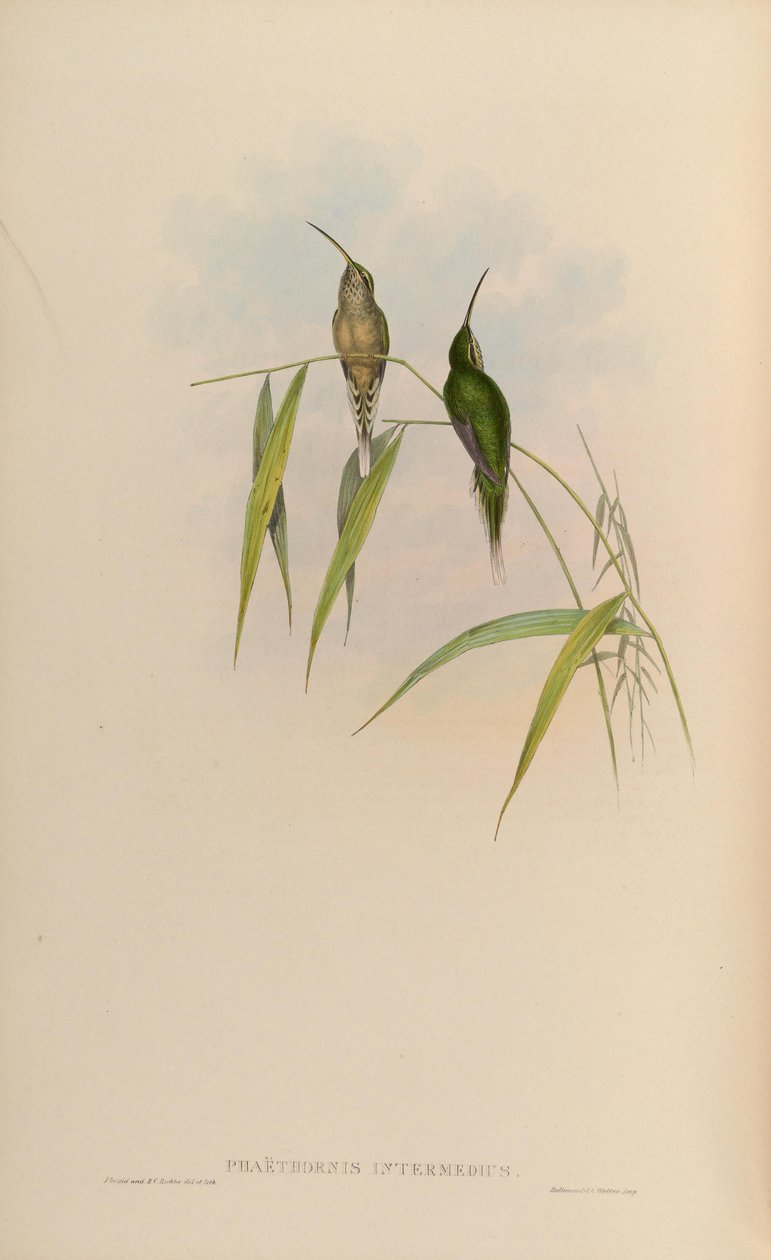 Phaethornis intermedius = Phaethornis squalidus 作者 约翰·古尔德