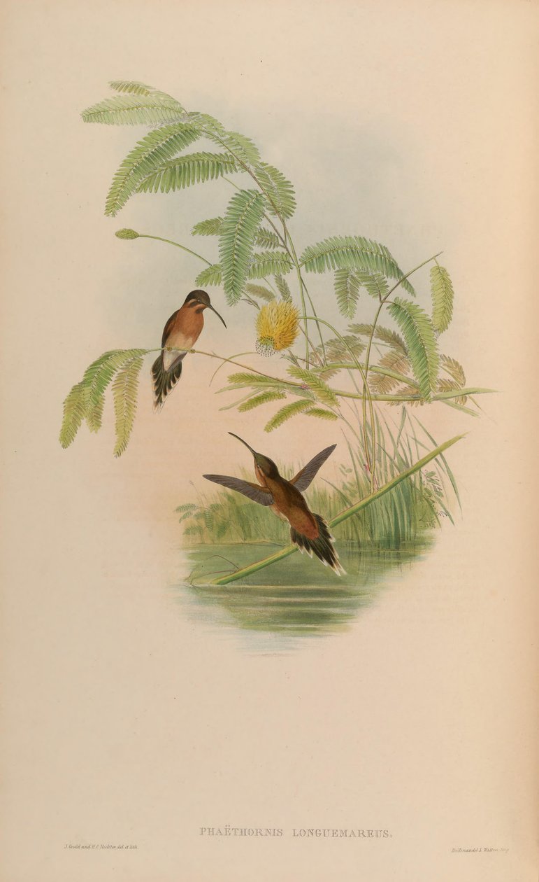 Phaethornis longuemareus 作者 约翰·古尔德