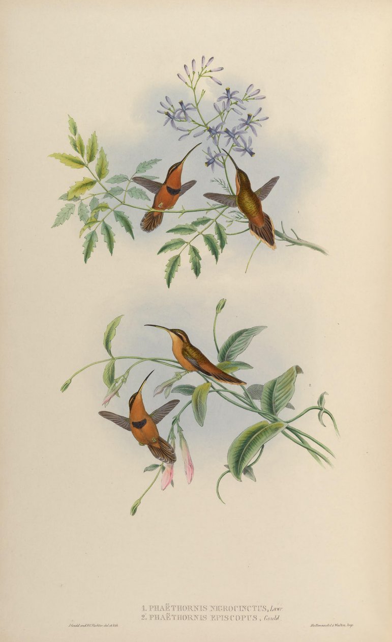 Phaethornis nigricinctus = Phaethornis ruber nigricinctus 作者 约翰·古尔德