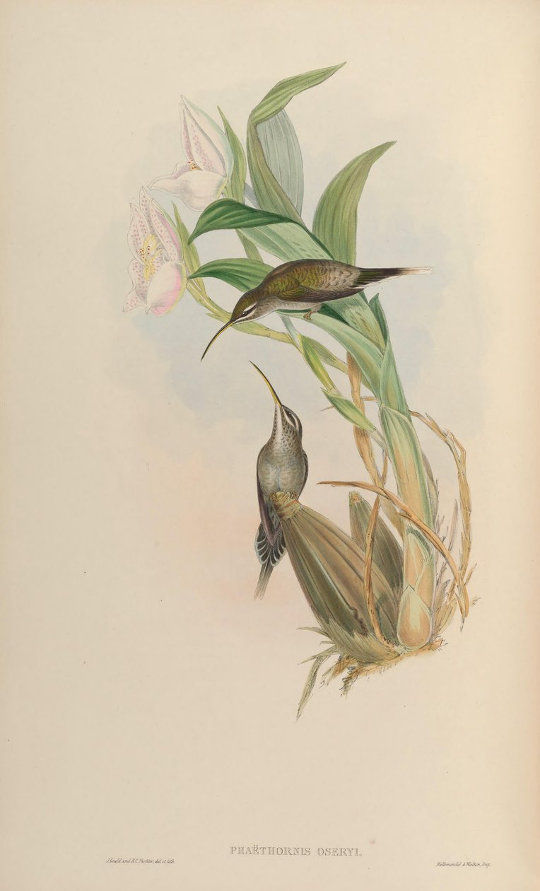 Phaethornis oseryi = Phaethornis hispidus 作者 约翰·古尔德