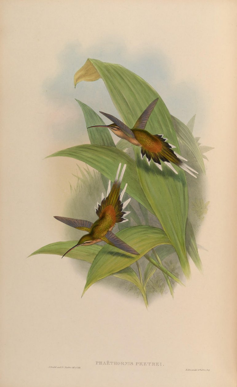 Phaethornis pretrei 作者 约翰·古尔德