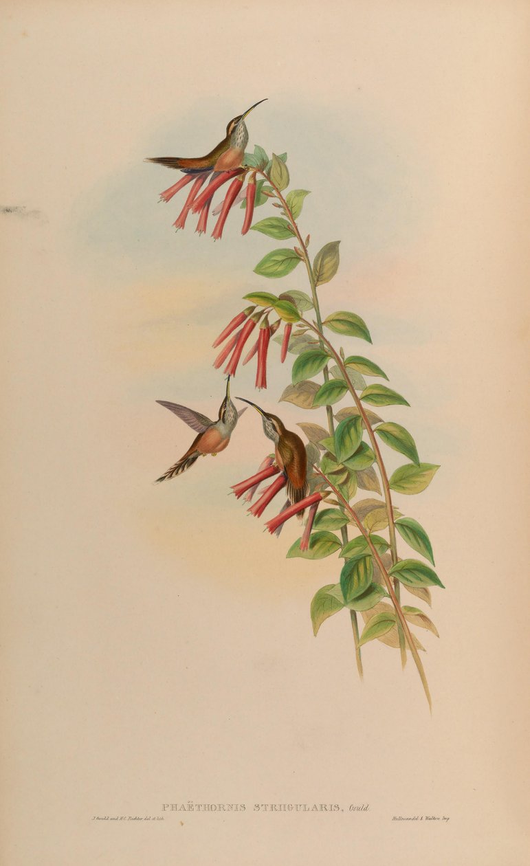 Phaethornis striigularis 作者 约翰·古尔德