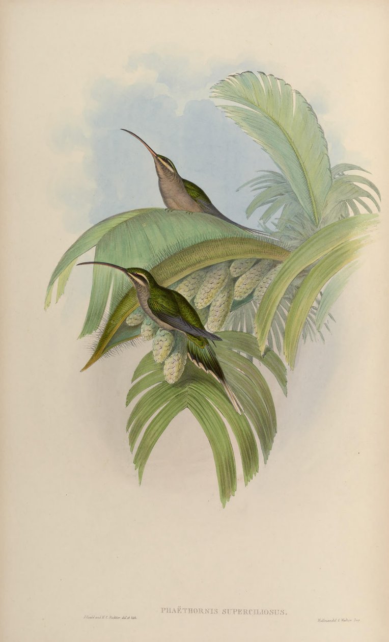 Phaethornis superciliosus 作者 约翰·古尔德