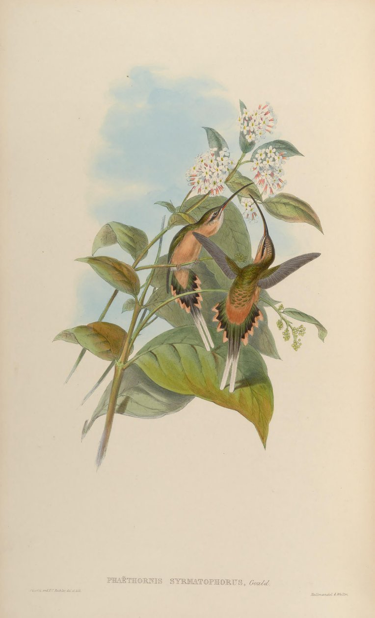 Phaethornis syrmatophorus 作者 约翰·古尔德