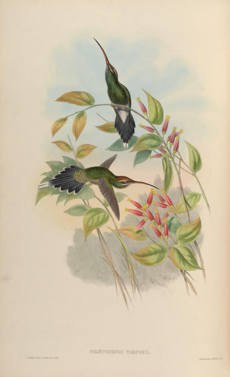 Phaethornis yaruqui 作者 约翰·古尔德