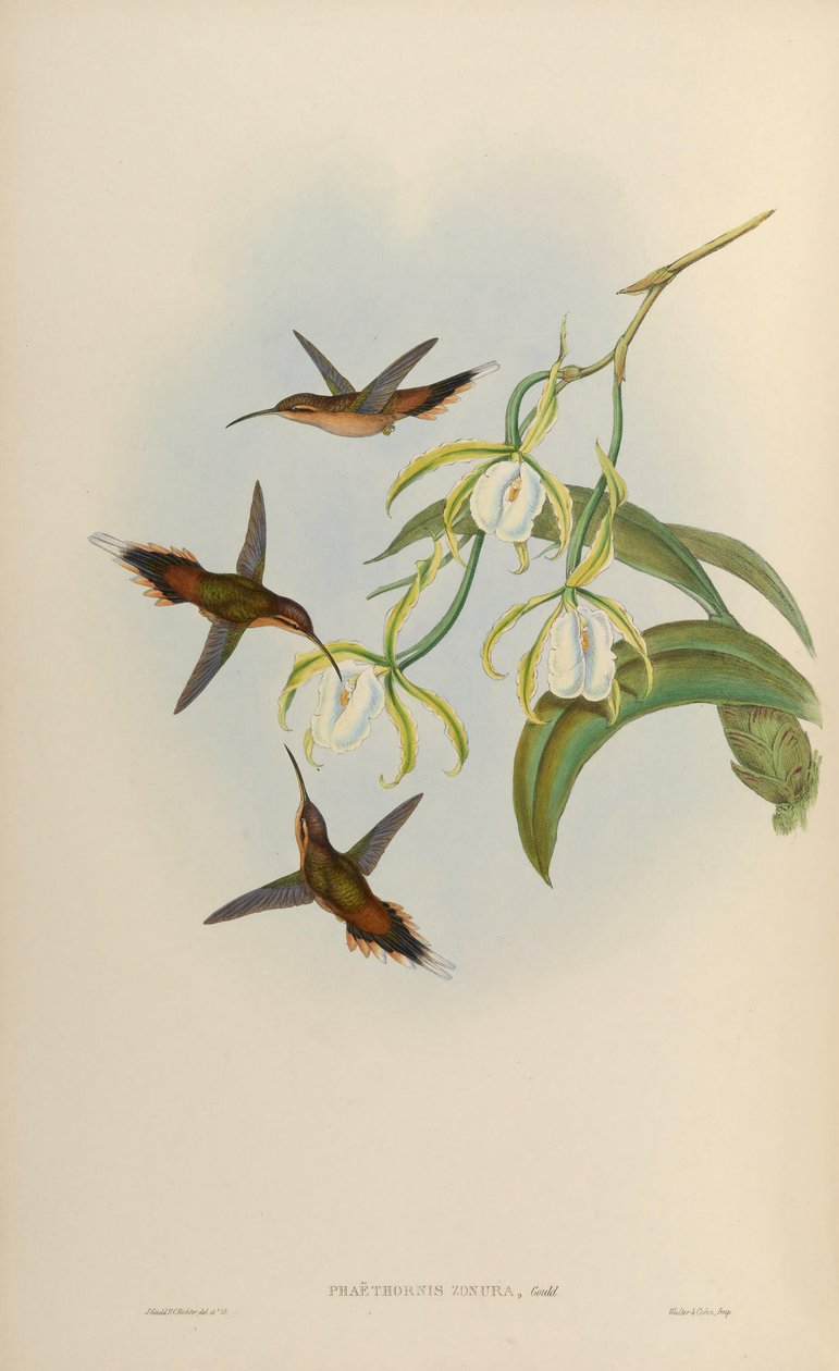 Phaethornis zonura = Phaethornis griseogularis zonura 作者 约翰·古尔德