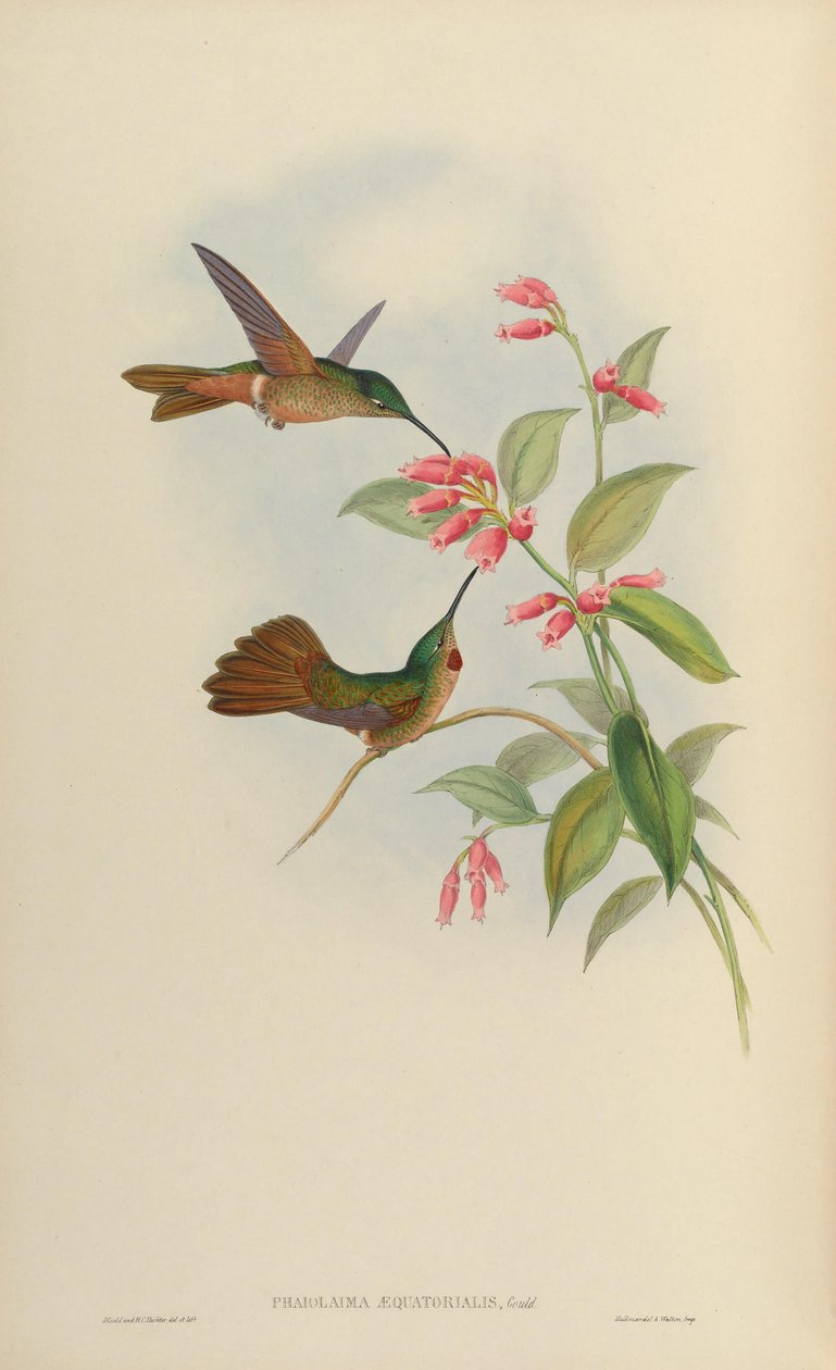 Phaiolaema赤道赤道= Heliodoxa rubinoides 作者 约翰·古尔德