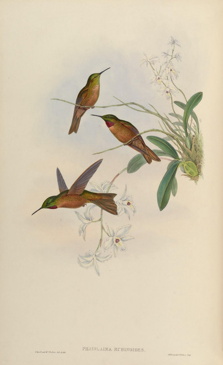 Phaiolaema rubinoides = Heliodoxa rubinoides 作者 约翰·古尔德