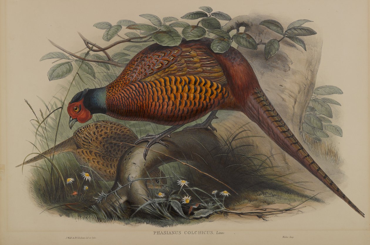 雉鸡（Phasianus Colchicus）：雉鸡（Common Pheasant） 作者 约翰·古尔德