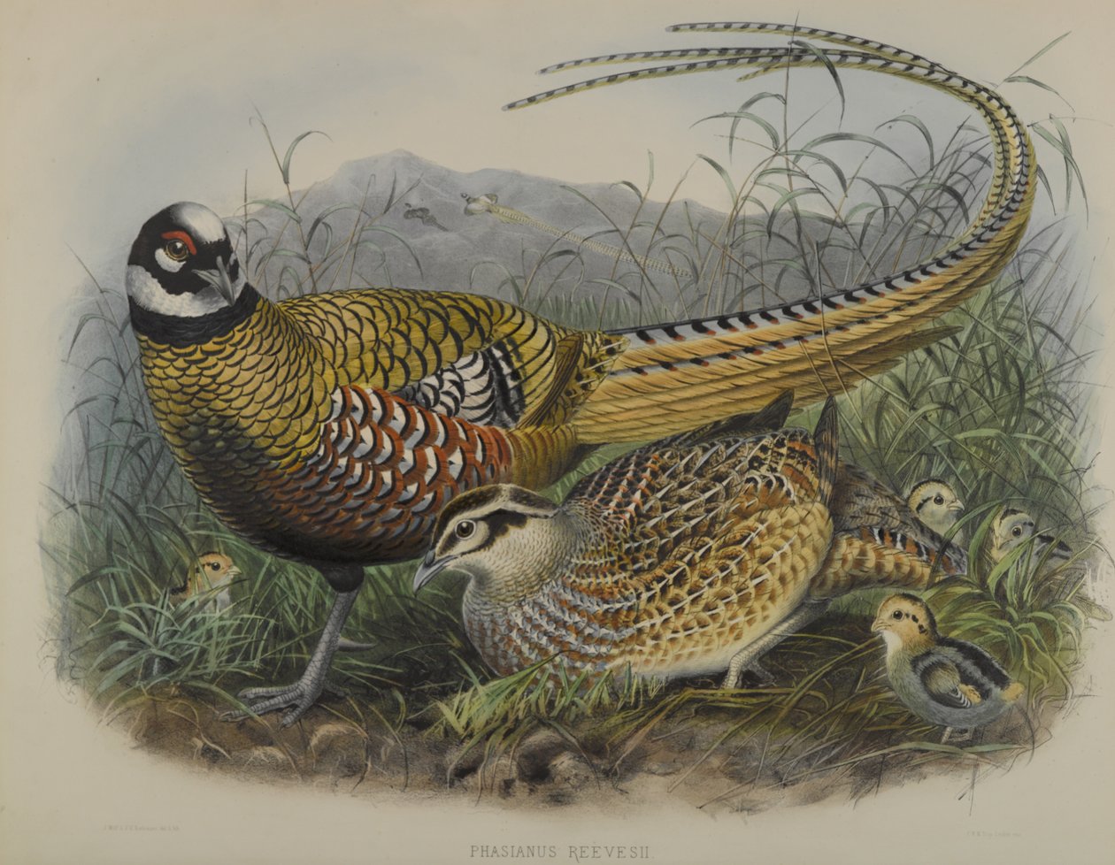 Phasianus Reevesii：里夫斯雉鸡 作者 约瑟夫·史密斯