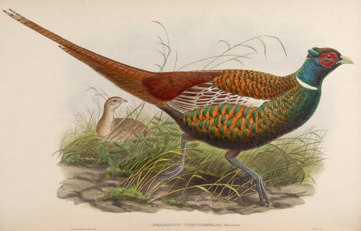 雉属chrysomelas =雉鸡（Phasianus colchicus）chrysomelas 作者 约翰·古尔德