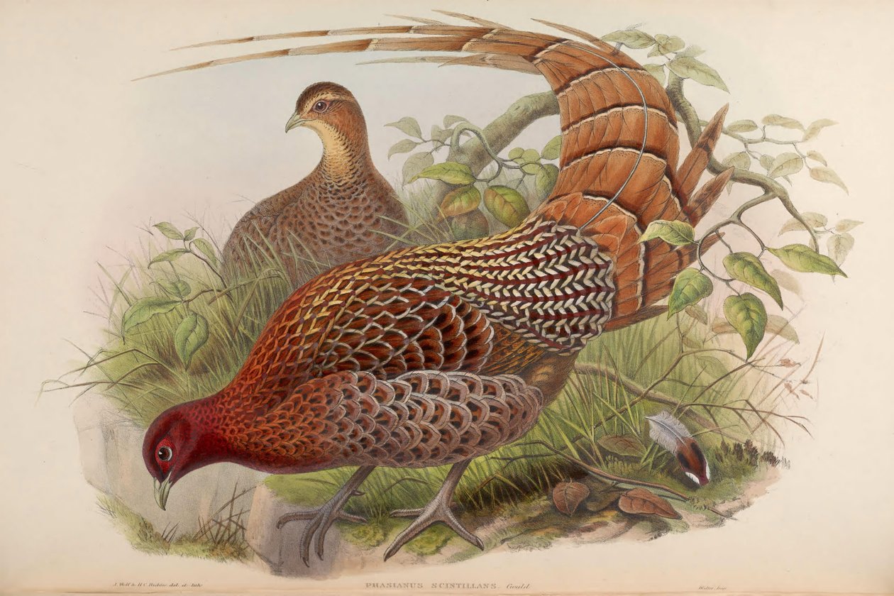 雉鸡（Phasianus scintillans）= Syrmaticus soemmerringii scintillans 作者 约翰·古尔德