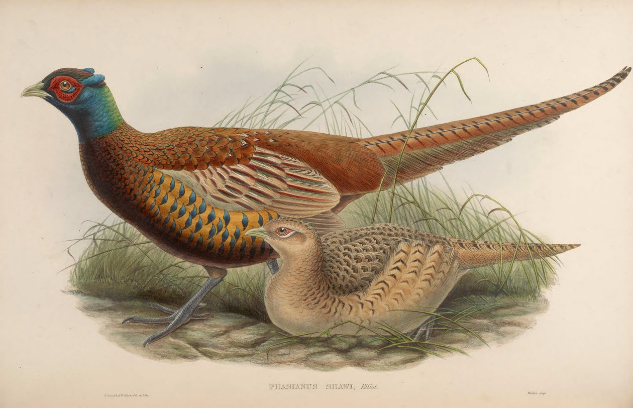 雉属shawii =雉鸡（Phasianus colchicus shawii） 作者 约翰·古尔德