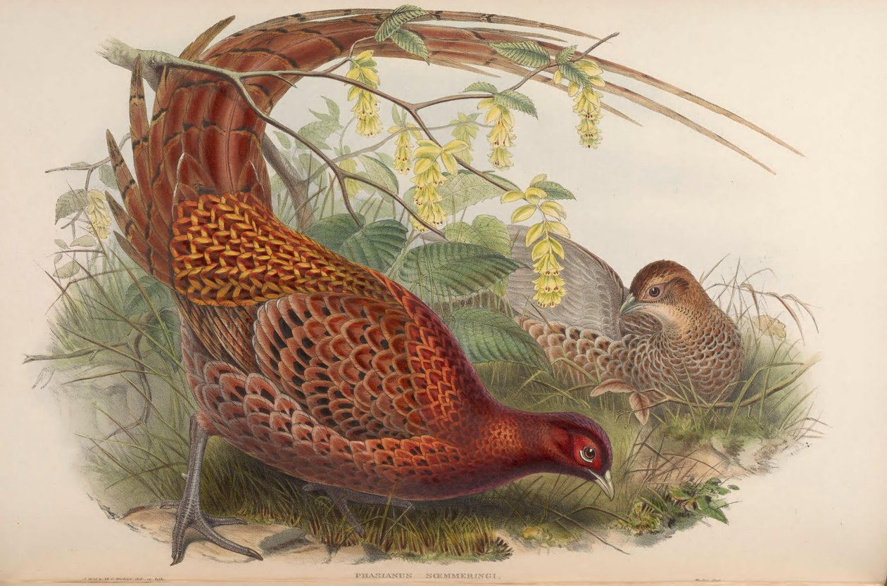 雉鸡（Phasianus soemmeringii）= Syrmaticus soemmerringii 作者 约翰·古尔德
