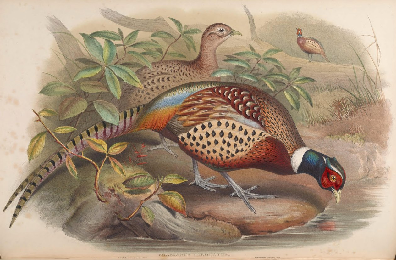 雉鸡（Phasianus torquatus）=雉鸡（Phasianus colchicus） 作者 约翰·古尔德