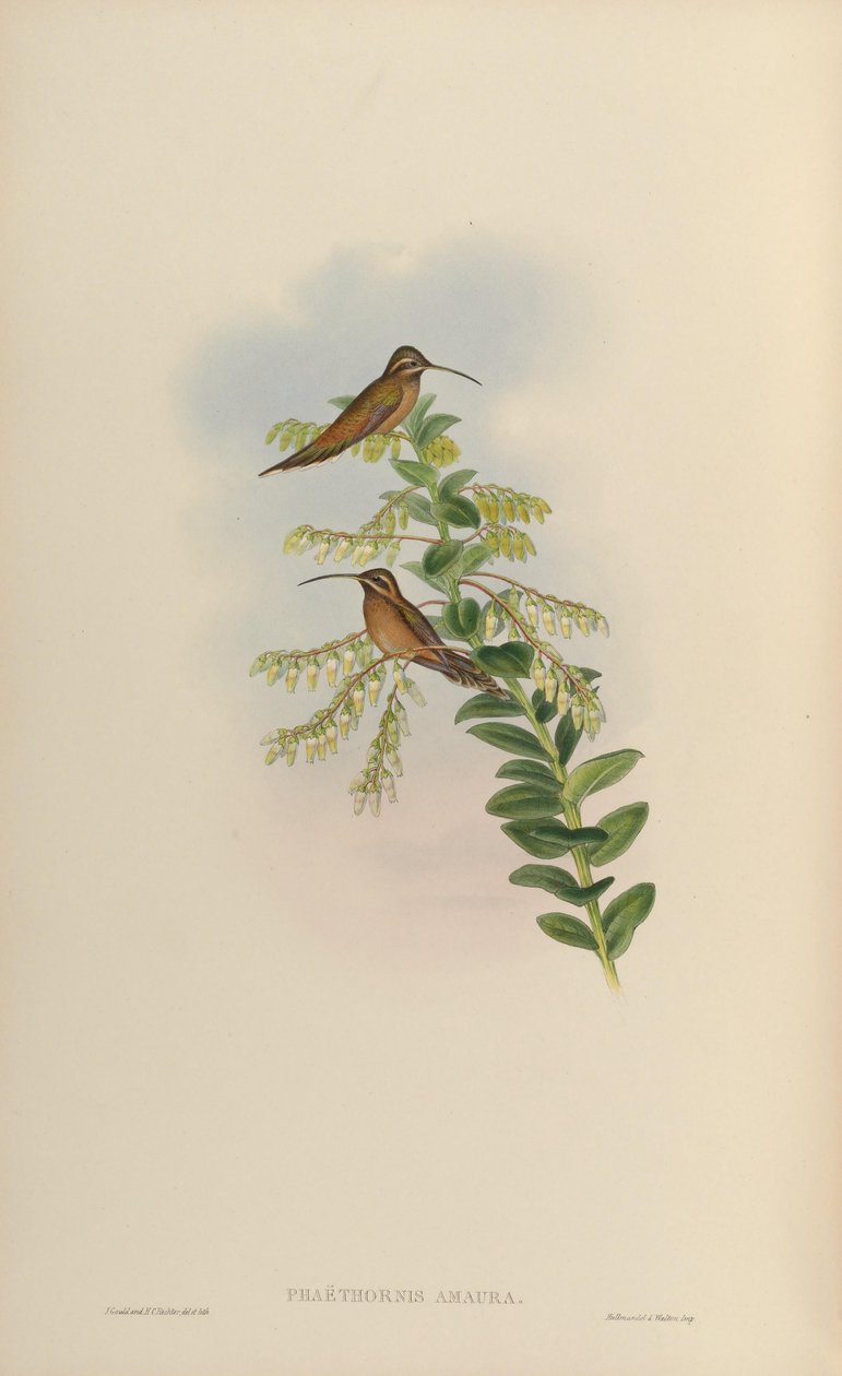 Phaëthornisamaura= Phaethornis striigularis striigularis 作者 约翰·古尔德