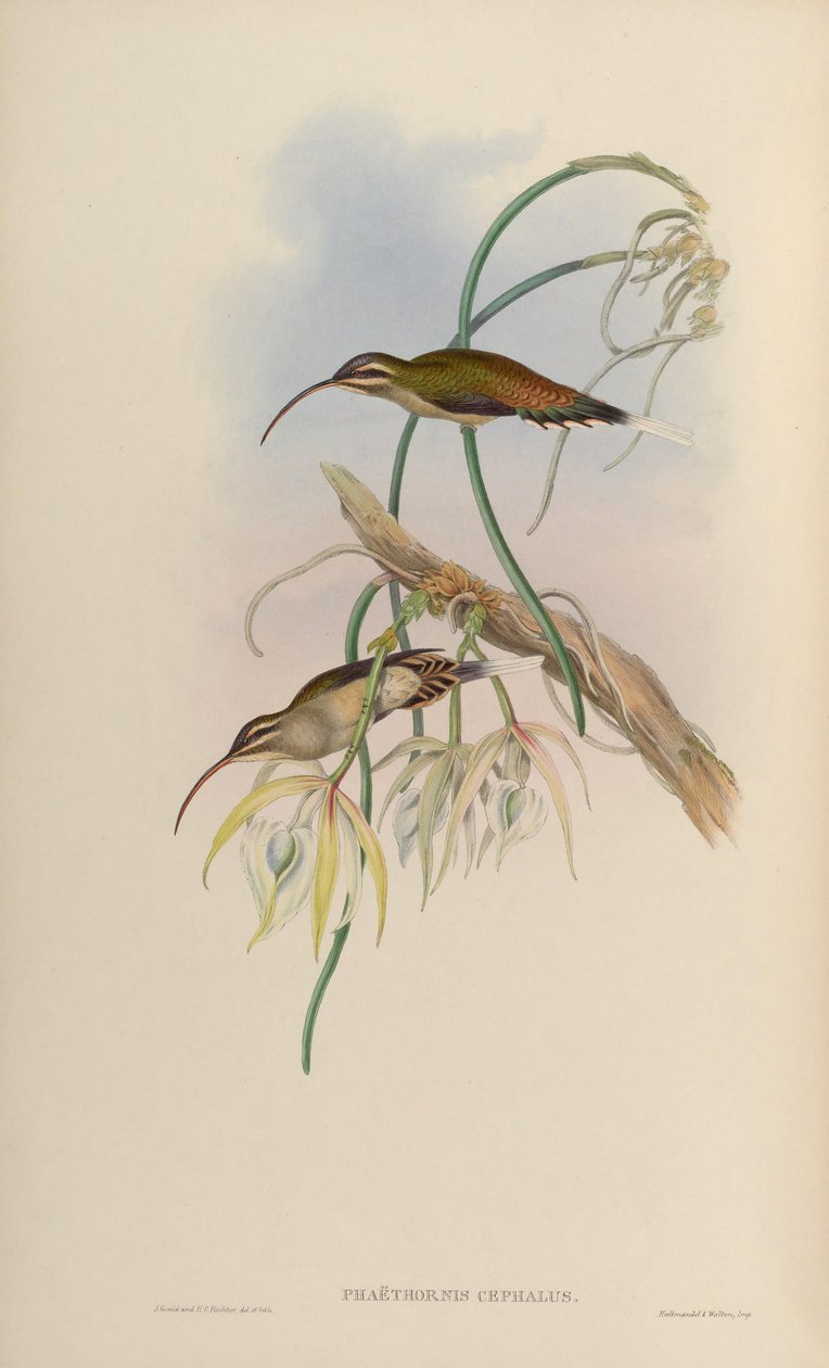 Phaëthorniscephalus= Phaethornis longirostris longirostris 作者 约翰·古尔德