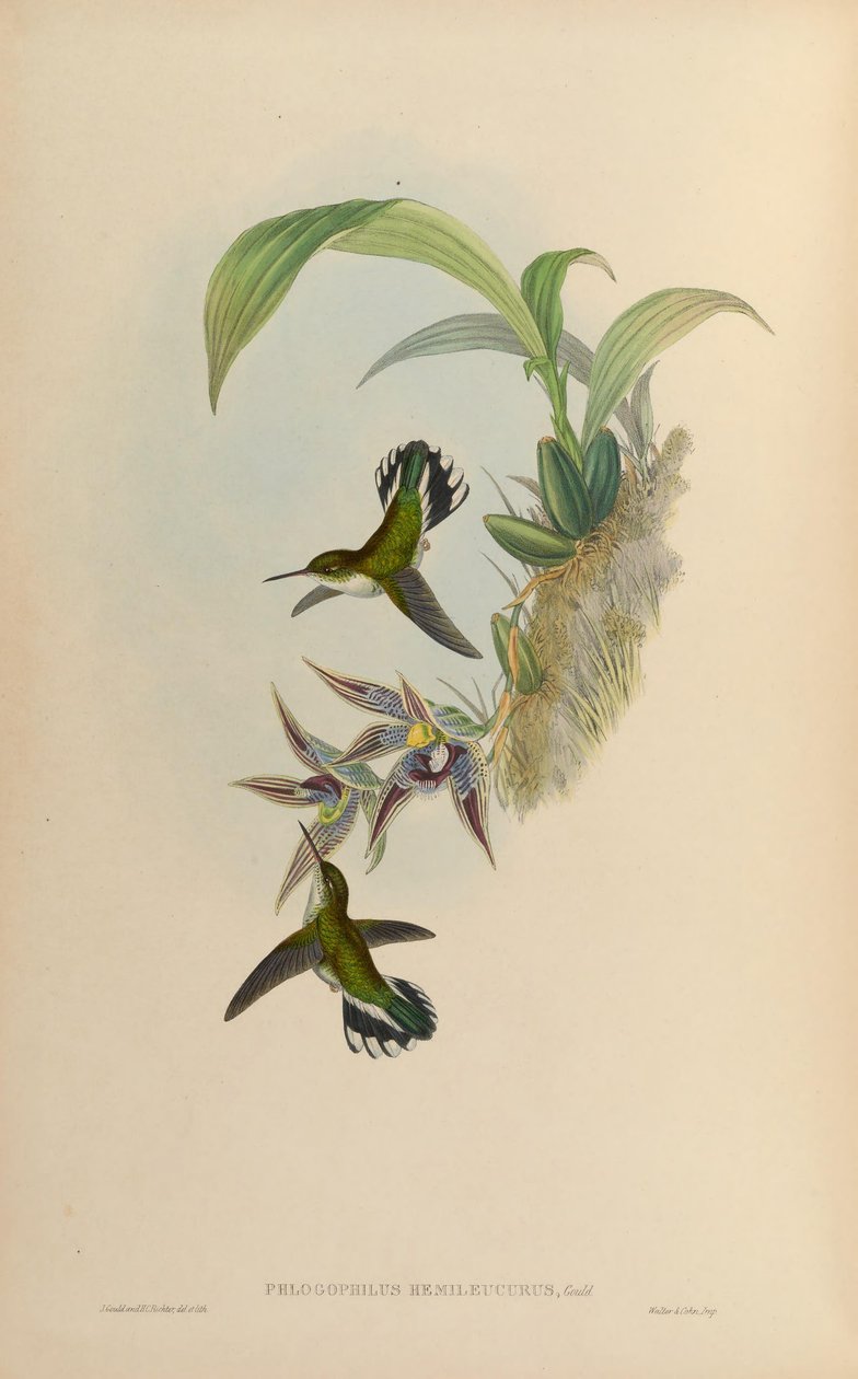 Paphinia cristata（兰花）上的Phlogophilus hemileucurus 作者 约翰·古尔德