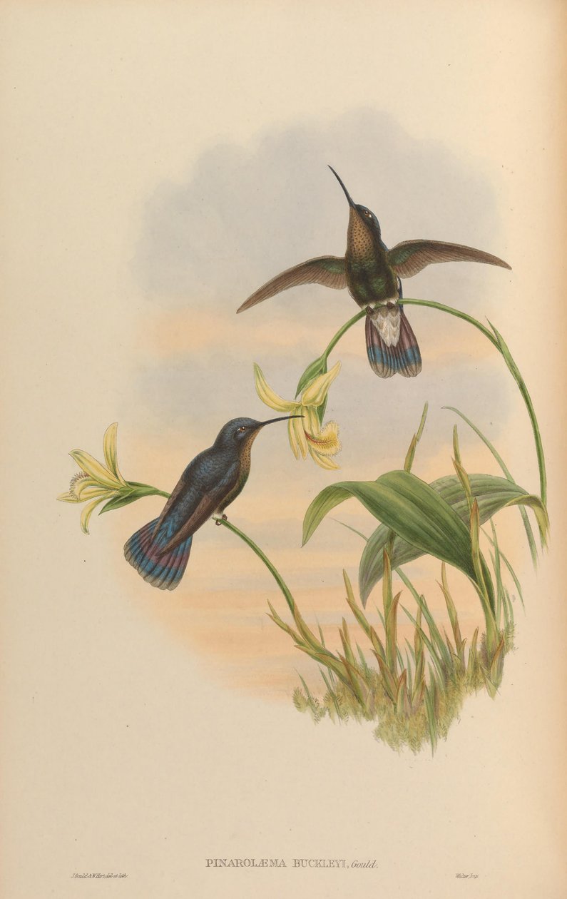 Pinarolaema buckleyi =闪烁，闪烁Caemmun 作者 约翰·古尔德