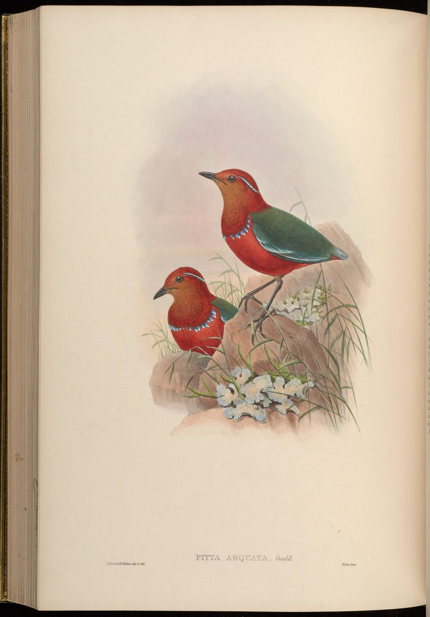 Pitta arquata = Erythropitta arquata 作者 约翰·古尔德