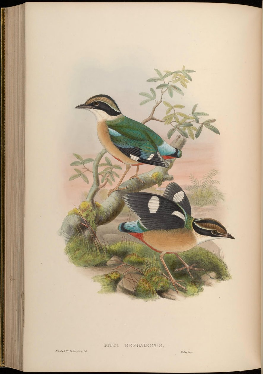 Pitta bengalensis = Pitta brachyura 作者 约翰·古尔德