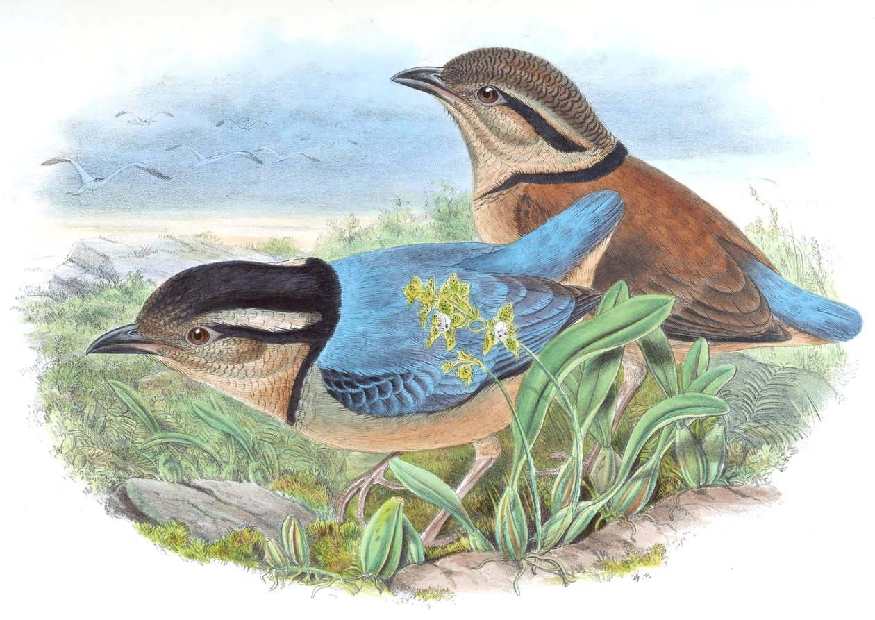 Pitta caerulea = Hydrornis caeruleus 作者 约翰·古尔德