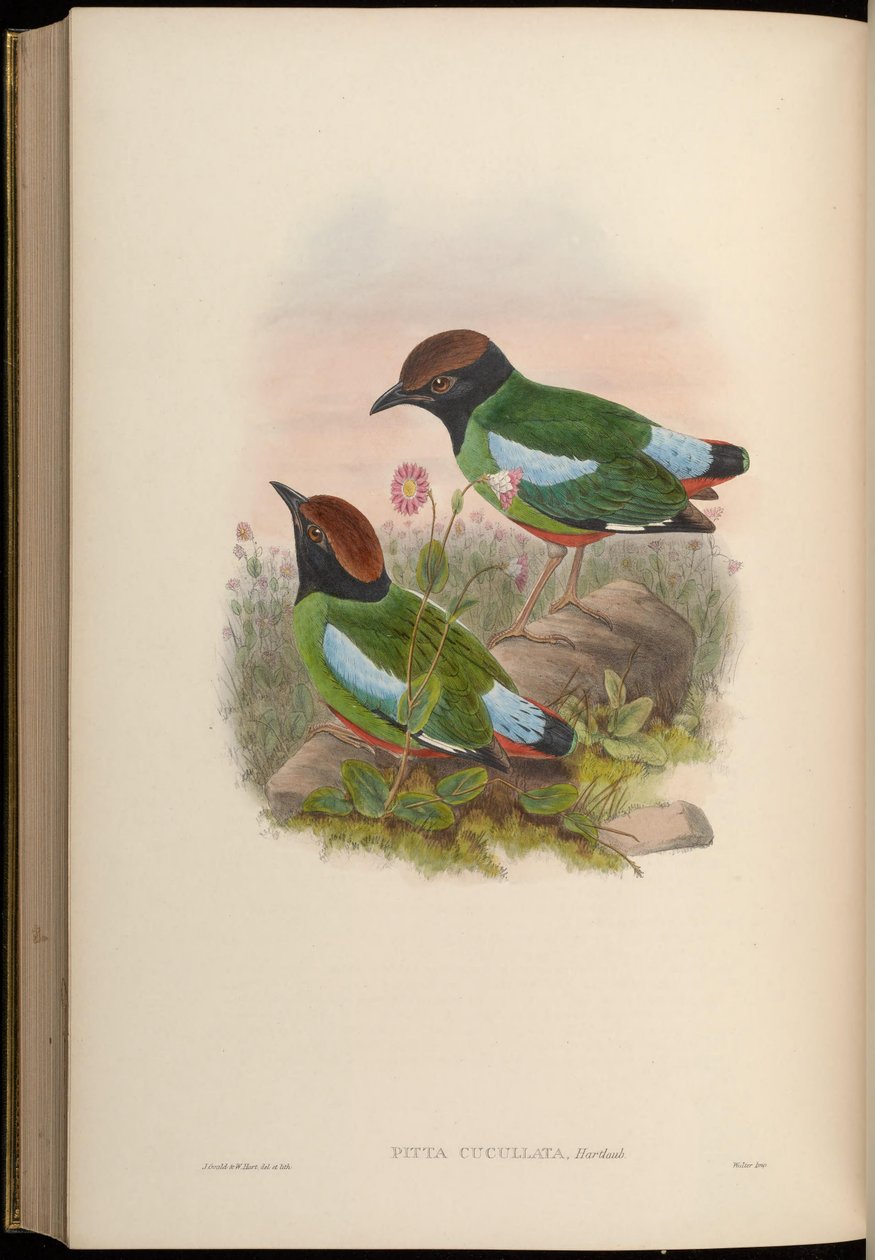 Pitta cucullata = Pitta sordida cucullata 作者 约翰·古尔德