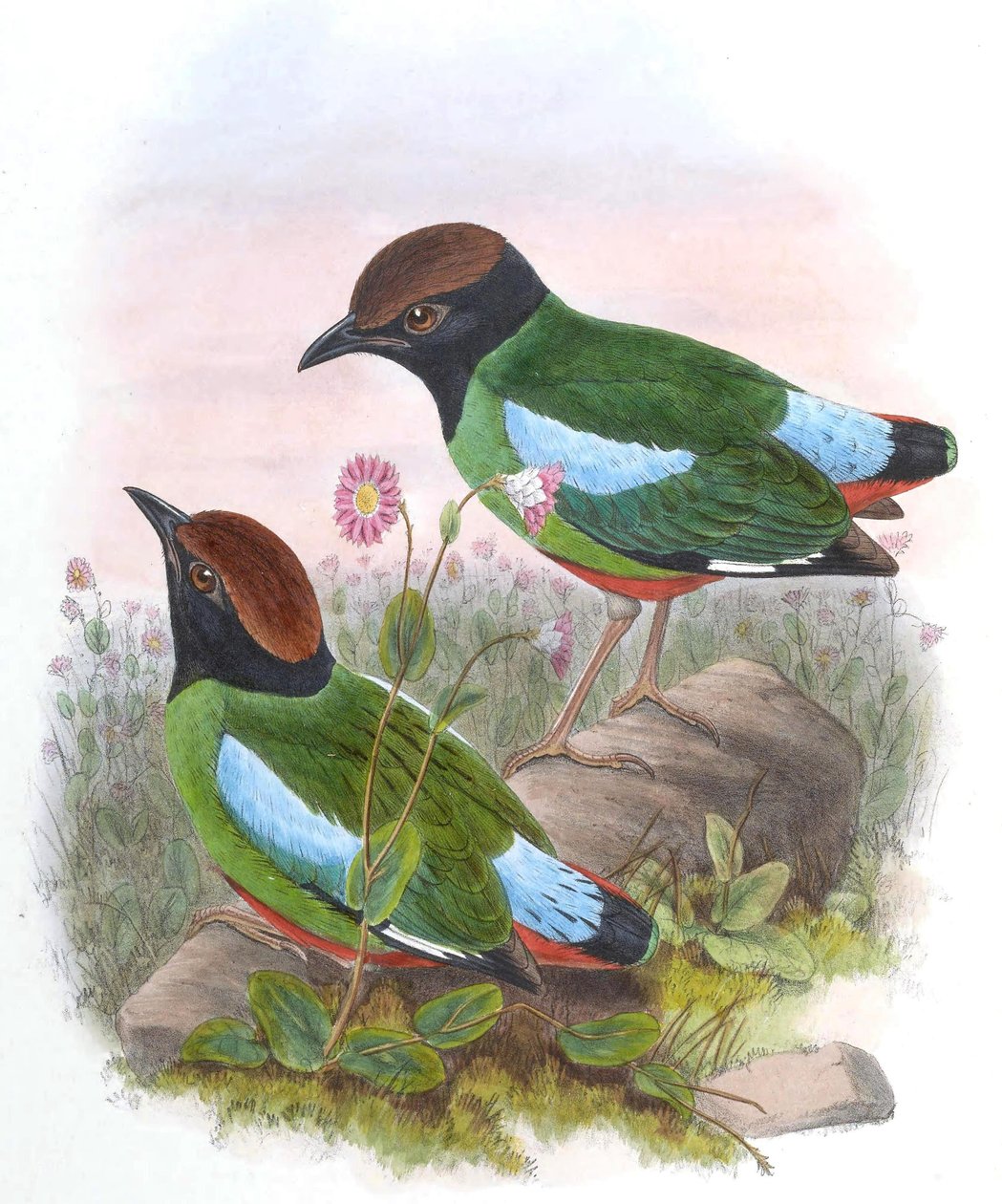 Pitta cucullata =皮塔勺cucullata 作者 约翰·古尔德