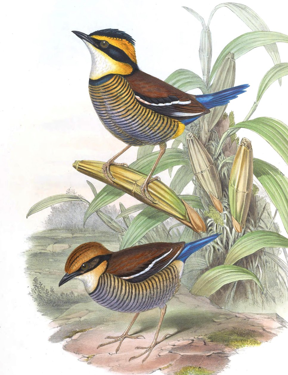 Pitta cyanura = Hydrornis（圭亚那）圭亚那 作者 约翰·古尔德