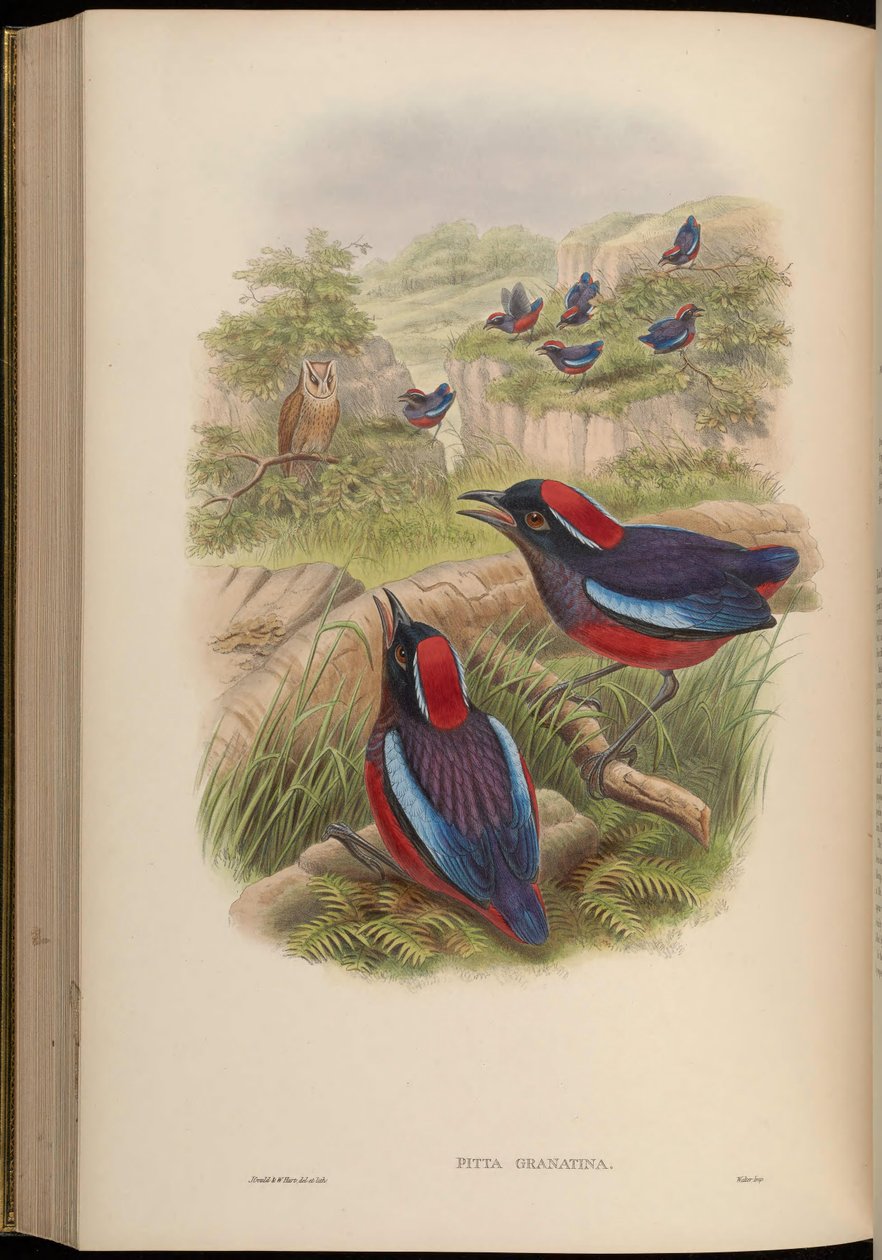 Pitta granatina = Erythropitta granatina granatina 作者 约翰·古尔德