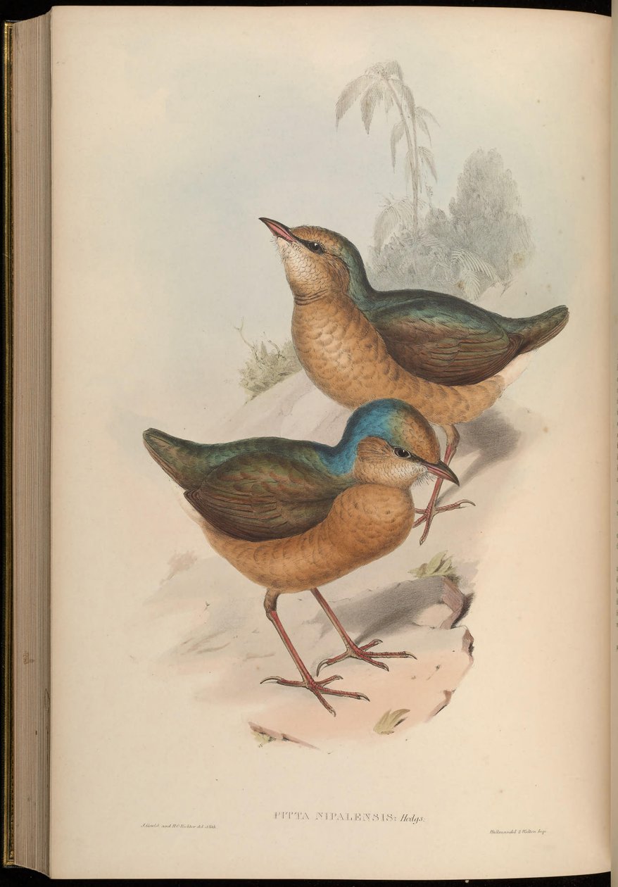 Pitta nipalensis = Hydrornis nipalensis 作者 约翰·古尔德