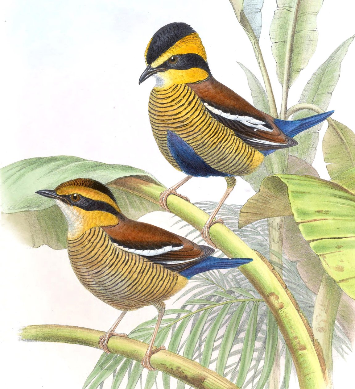 皮塔（Pitta schwaneri）= Hydrornis schwaneri 作者 约翰·古尔德