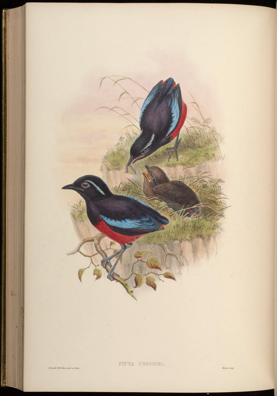 Pitta ussheri = Erythropitta ussheri 作者 约翰·古尔德