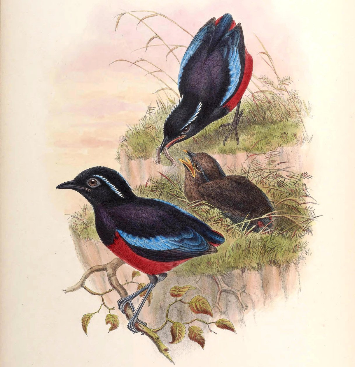 Pitta ussheri = Erythropitta ussheri 作者 约翰·古尔德