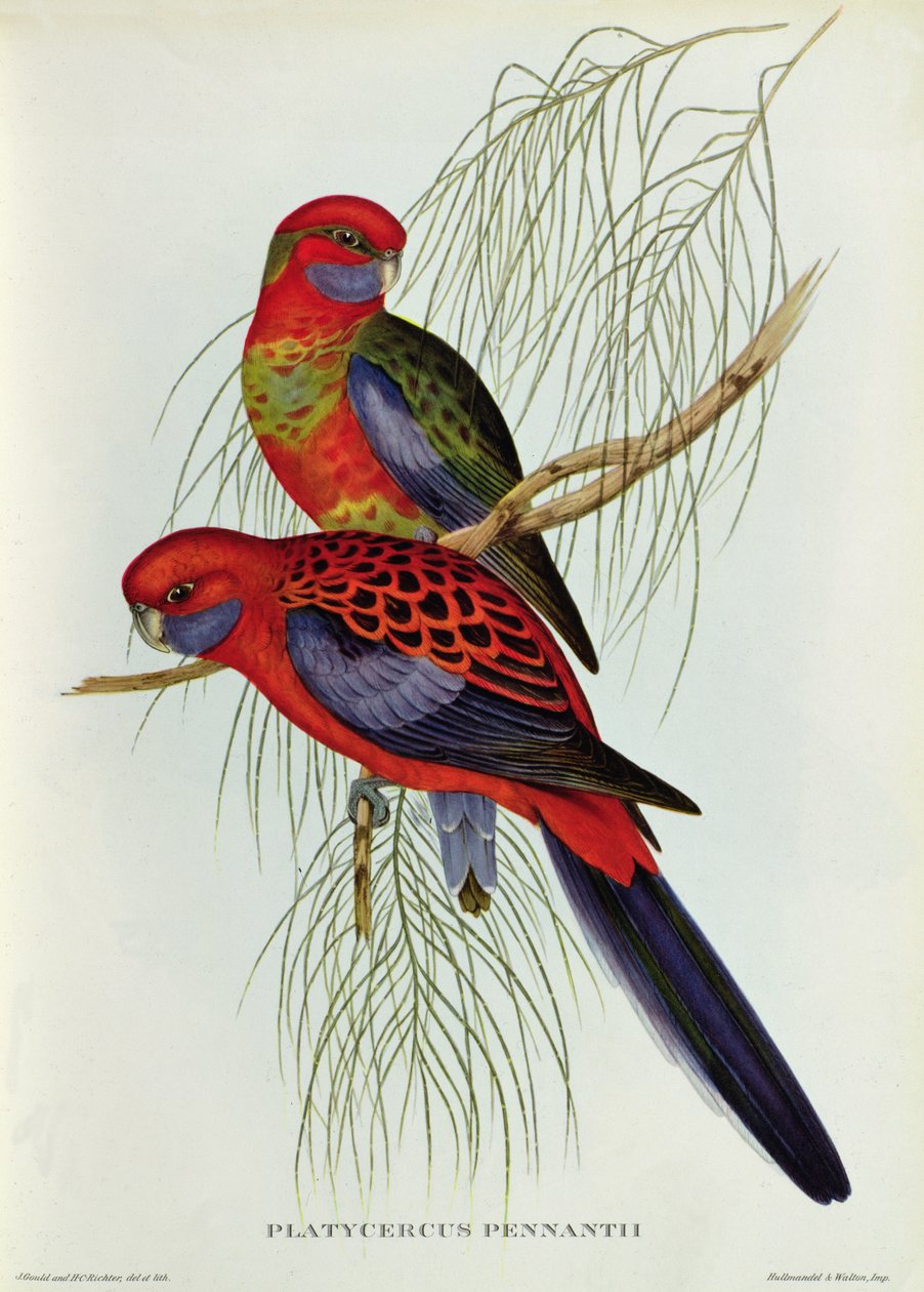 Platycercus Pennantii 作者 约翰·古尔德