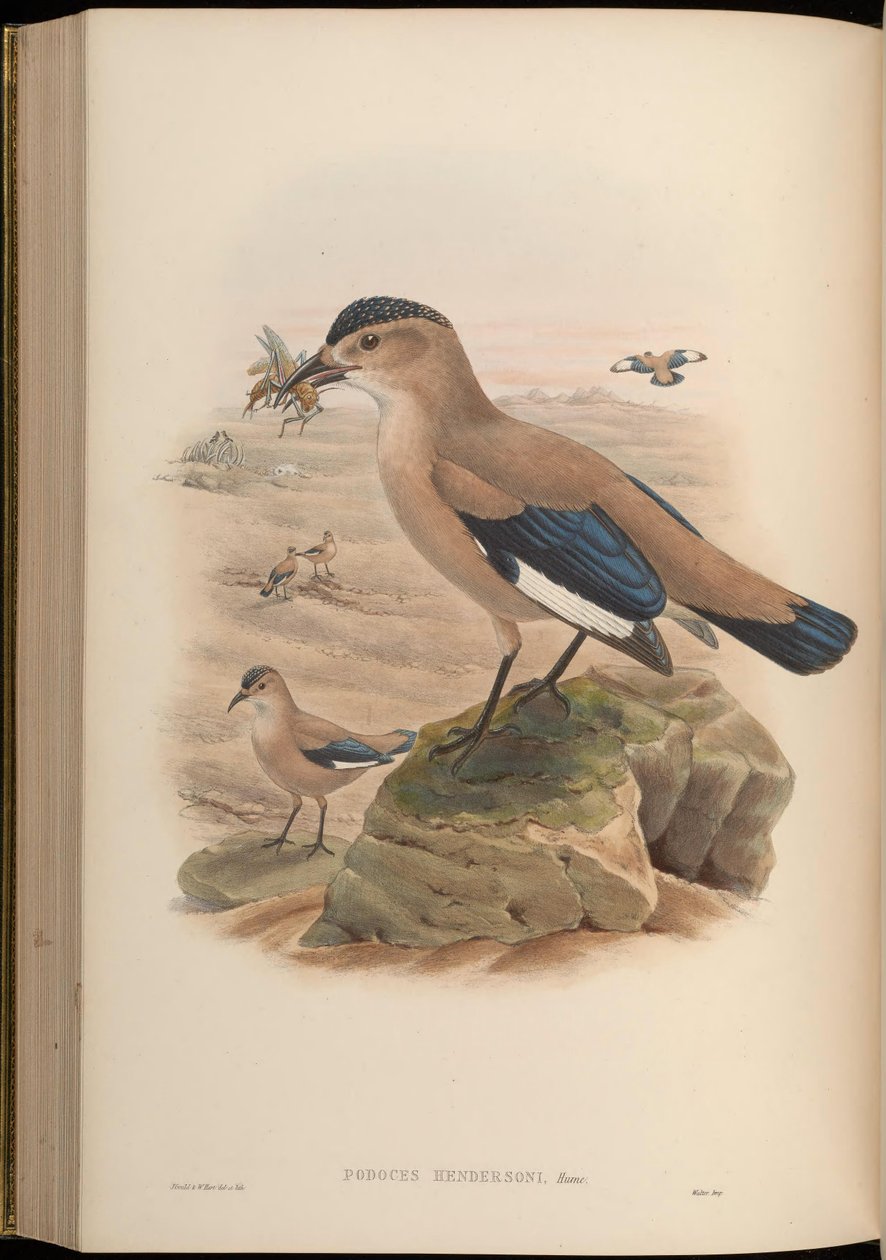 Podoces hendersoni 作者 约翰·古尔德