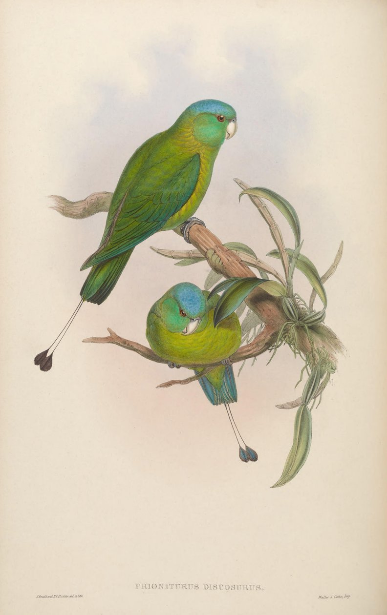 Prioniturus discurus 作者 约翰·古尔德